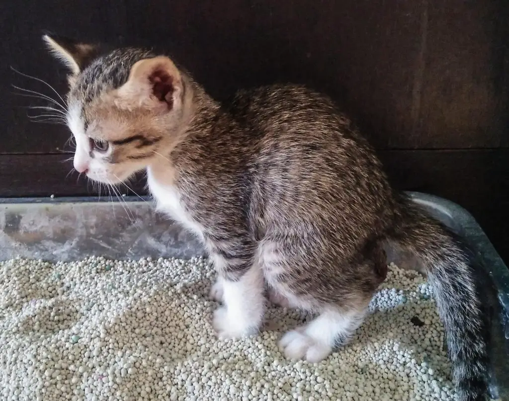 El gato tiene diarrea después de dar a luz