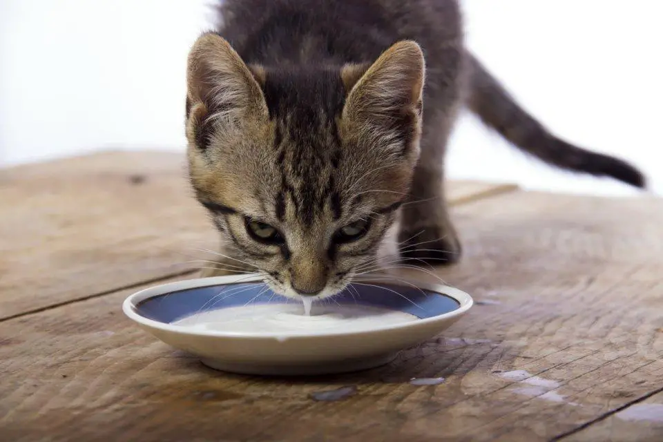 ¿Cómo Puedo Secar La Leche Materna De Mi Gata