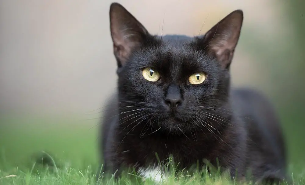 Qué Hacer Si La Caca De Un Gato Es Negra