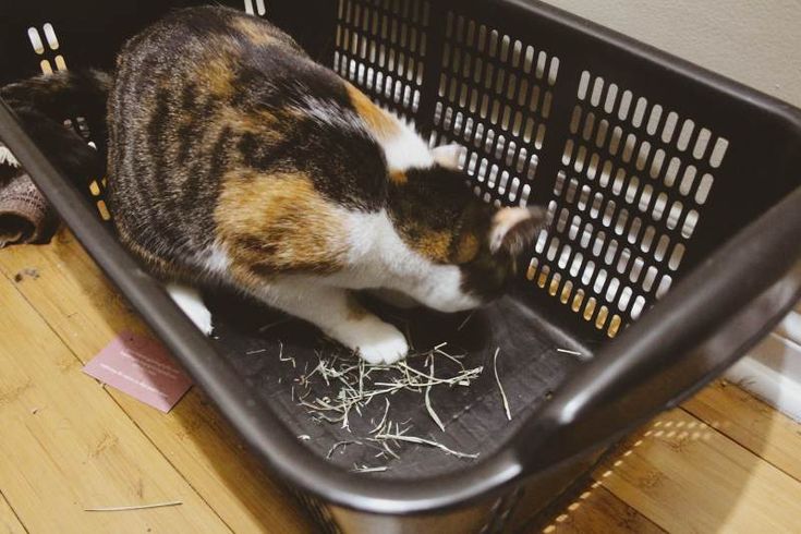 can cats eat timothy hay